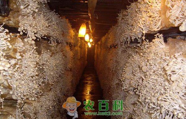 如何防治金针菇黑头病