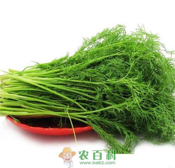 球茎茴香软腐病及其防治