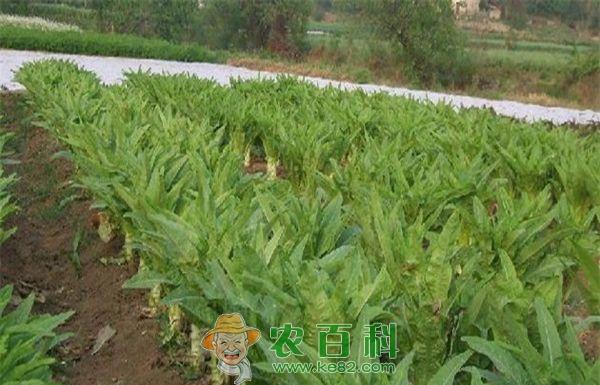 莴苣菌核病及防治--土客网网 莴苣菌核病及防治