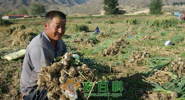 甘肃南湖镇大蒜飘香蒜农乐 土客网网 甘肃南湖镇大蒜飘香蒜农乐