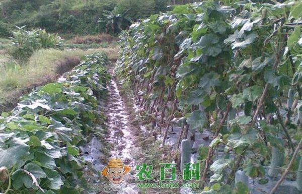 冬瓜种植 黑皮冬瓜种植与管理