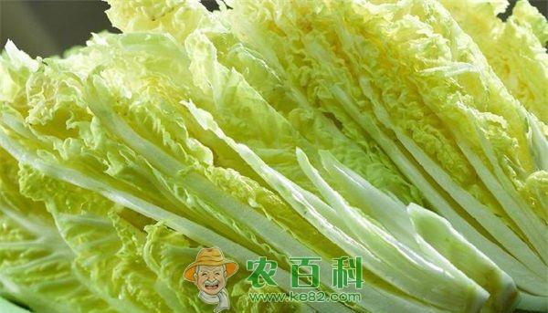 娃娃菜 泡椒娃娃菜的做法介绍