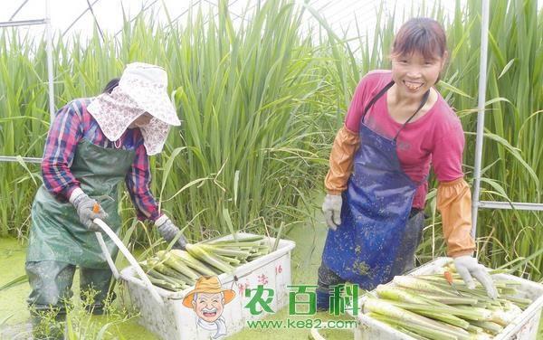 浙江温岭早季茭白量跌价升