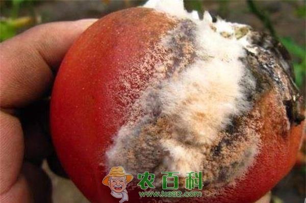 西红柿红粉病防治 西红柿红粉病防治