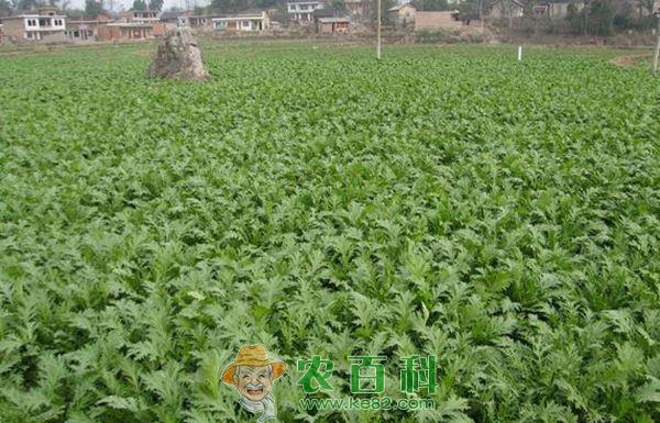 无公害根用芥菜的菜蛾