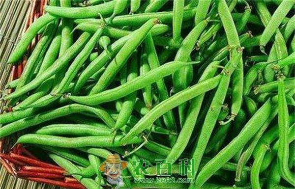 四季豆的速冻保鲜加工--土客网网 四季豆的速冻保鲜加工