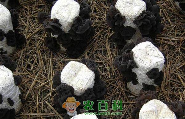 荫棚层架袋栽黑木耳技术 荫棚层架袋栽黑木耳技术