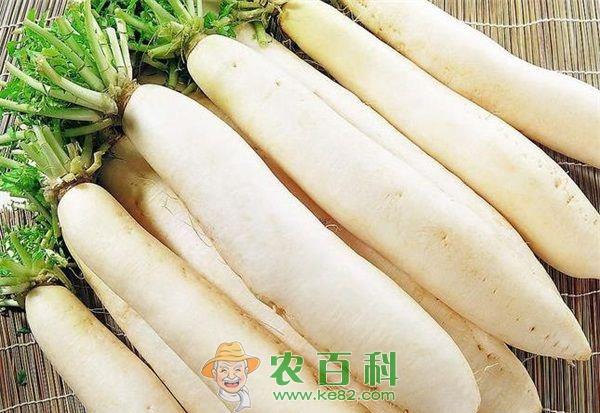 白萝卜该怎样储藏管理