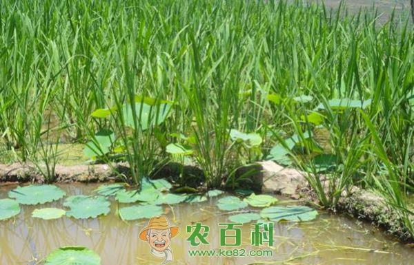 冷水茭白种植技术要点