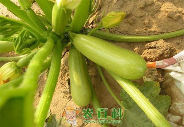 如何预防西葫芦大肚脐 如何预防西葫芦大肚脐