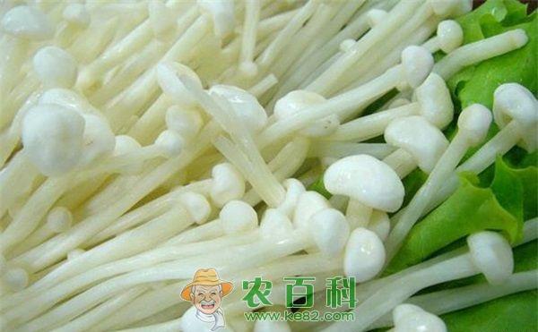 金针菇“六改”可高产