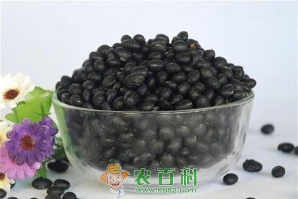 黑豆的功效与作用 黑豆的功效与作用