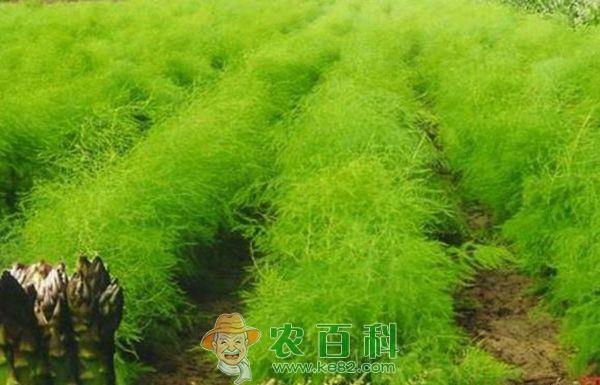 芦笋安全越冬技术 芦笋安全越冬技术
