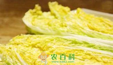 娃娃菜 试种娃娃菜