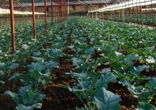 春季西兰花种植技术