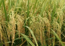 水稻注意施钾肥