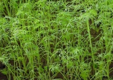 新疆小茴香远销东南亚国家