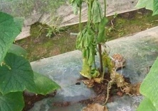 引起黄瓜烂蔓原因及防治对策