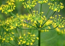 球茎茴香种植的日常管理