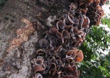 生物保鲜黑木耳面市