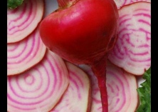 新疆兵团第五师九十一团园艺场进行甜菜机械收获