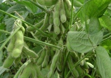 毛豆分期种植效益高