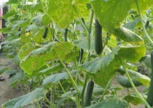 山东滨州大棚黄瓜市场热销