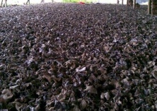 夏秋种木耳菜正逢时