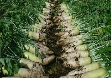 女人吃西红柿有特殊功效