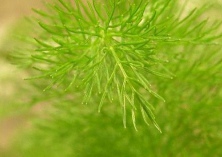 茴香根腐病的防治技巧