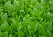 青菜种植的软腐病防治方法