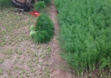 茴香菌核病的无公害防治技术