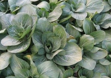 大棚青菜种植技术要点