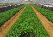 辣椒育苗的方法步骤