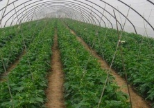 大棚四季豆种植病害防治方法