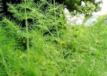 茴香的人工种植