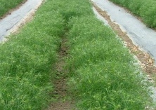 茴香的科学灌溉技术