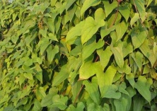 山药的种植方法