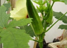 家里种植黄秋葵的方法