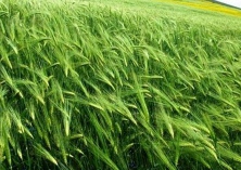 青海青稞茶饮获千万风投融资