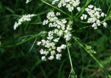 茴香根结线虫病的无公害防治技术