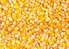 4月底东北产区农户玉米余粮基本出清
