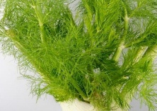 阳台种菜（如何盆栽小茴香）