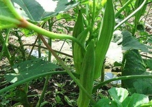 越冬温室黄秋葵种植技术