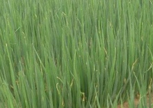 山药木耳炒虾仁(养血补虚)
