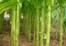 莴苣霜霉病的防治方法