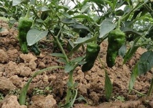 青椒育苗把好“三道关”