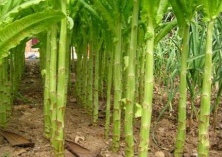 莴苣病防治方法