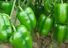 青椒黑点炭疽病如何防治 青椒黑点炭疽病如何防治