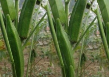 黄秋葵的食用方法